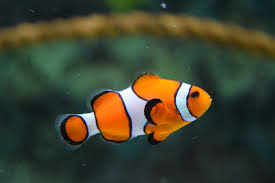 Instagram Captions For Your Pet Fish