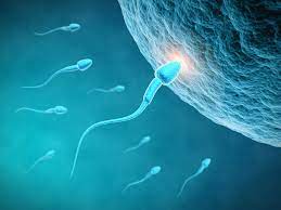 How To Use A Conception Date Calculator Lovetoknow