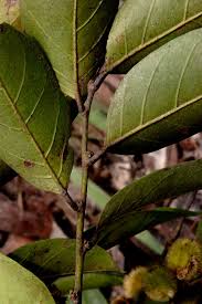 Image result for Chaetocarpus