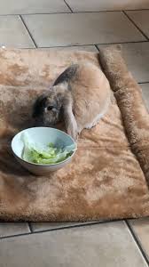 Pin By Mateusz Galinski On Loulou Mon Lapin Belier Cute Animals Furry Friend Bunny