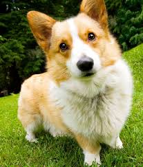 Call today to learn more about getting your very own corgi! Battle Creek Dog Park Hosts Corgi Minnesota Gathering Lillie Suburban Newspapers Pembroke Welsh Corgi Corgi Corgi Dog