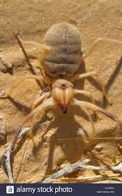 Camel spiders first were found in the middle east (iraq) and also in sandy areas of the southwest united states and mexico. Grant Camel Spider Oder Sonne Spinne Oder Wind Skorpion Oder Solifuge Galeodes Granti In Der Wuste Negev Israel Stockfotografie Alamy