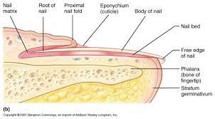 Nail Diagram Bing Images Nails School Nails Types Of Nails