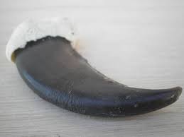 バケモノ級！！ 超特大 ヒグマ爪 熊爪 ひぐま 剥製 ベアクロー 羆 ツメ 熊の