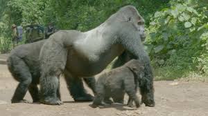 A Family Of Gorillas Wait To Cross The Road Gorilla Family Me Episo Silverback Gorilla Monkey Species Endangered Animals