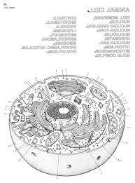 Plant and animal cells coloring sheets. Basic Excel Training Shefalitayal
