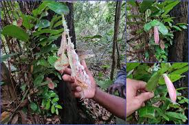 Image result for Maerua friesii