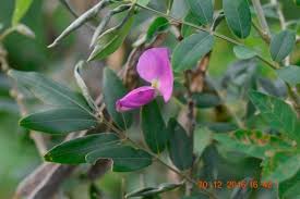 Image result for Mundulea