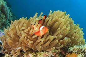 The mutualism it is a form of interaction between organisms of different species. 5 Symbiotic Relationships In The Ocean Aquaviews
