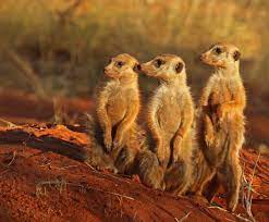 Meerkat Wikipedia