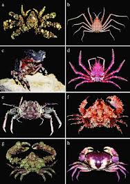 Image result for Secamone retusa