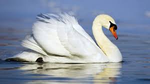 Black And White Swan Animated Swans Wallpaper Of A Beautiful White Swan Swimming Hd Swan Wallpaper Swan Pictures Swan Wallpaper Swan Animal