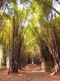  10 Tempat Berfoto Di Jawa Yang Membuatmu Seperti Berada Di Luar Negeri Tempat Surabaya Hutan