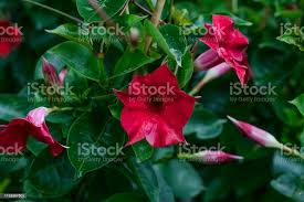 Image result for mandevilla obrázek