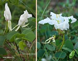 Image result for Bauhinia macrantha