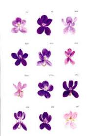 Different Types Of Violet Violet Tattoo Violet Flower Tattoos Violet Flower