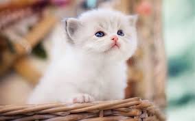 Indir Duvar Kagidi Uzun Yari Ragdoll Kucuk Kabarik Kedi Yavrusu Sevimli Hayvanlar Hayvanlar Durum Mavi Gozlu Yavru Kedi Cins Tuylu Kediler Cute Cats Dogs Cute Animals Baby Cats