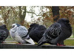 Diyarbakir Guvercinleri Panosundaki Pin