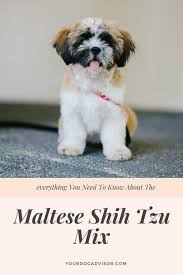 The cheapest offer starts at $ 350. Maltese Shih Tzu Mix Breed Information Guide Your Dog Advisor