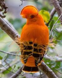 Orange Bird With Black And White Wings 