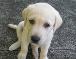 We did not find results for: Free Download 922026 Yellow Labrador Retriever Puppies 922068 Yellow Labrador 1363x1058 For Your Desktop Mobile Tablet Explore 43 Yellow Lab Wallpaper For Computer Yellow Lab Wallpaper Desktop Black Lab
