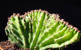 Image result for Euphorbia jubata