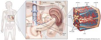It's an important part of your immune system, but you can survive without it. Spleen Description Anatomy Function Britannica