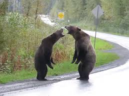 This page compiles information about them. Video Bears Fight On Remote Canada Road Wolf Watches From A Distance
