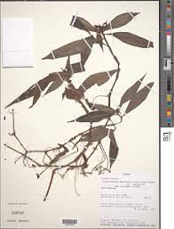 Image result for Stanfieldiella imperforata