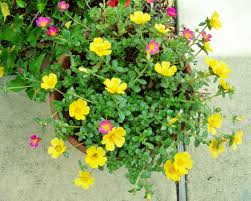 Purslane (portulaca oleracea) is an herb that is native to asia, but has spread all across the world. A Pot Of Purslane Flowers Edible In Florida In May Philosbooks Purslane Flowers Florida Flowers Flowers