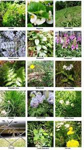 Picture Plants Deadly Plants Harmful Plants
