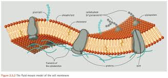 Maybe you would like to learn more about one of these? What Is The Function Of Glycoproteins And Glycolipids In Cell Membranes Quora