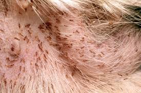 Image result for what do lice look like in dog fur