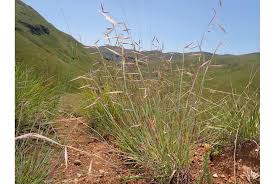 Image result for Monocymbium