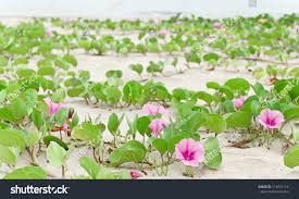Image result for Ipomoea pes-caprae