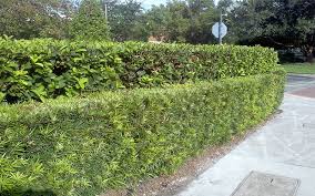 Image result for Podocarpus
