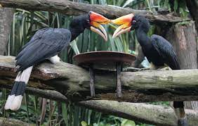 And this gallery includes the residents as well as migrant and migratory birds that come here during some seasons. Rhinoceros Hornbill Wikipedia
