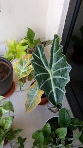 Alocasia Polly Keladi Tengkorak In 2020 Plants