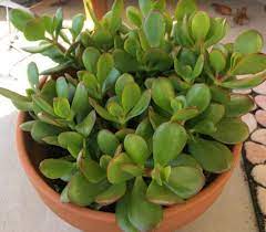 Jade Plant Crassula Ovata Care Propagation Types And More Succulent Plant Care