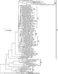 Image result for Pancovia golungensis
