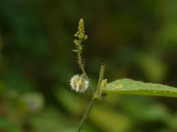 Image result for Tragia