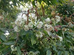 Image result for Eucalyptus torelliana