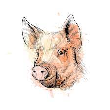 Retrato de una cabeza de cerdo de un toque de acuarela, signo del zodíaco  chino año del cerdo, boceto dibujado a mano. ilustración de pinturas |  Vector Premium