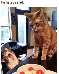 23 Purrrfect Cat Memes Comics To Celebrate National Cat Day Funny Cats Funny Animal Pictures Cat Memes