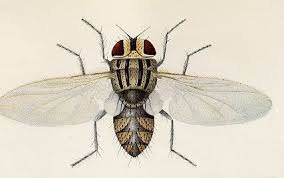 Image result for Tristachya lualabaensis