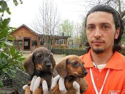 satilik dachshunds sosis kopegi yavrulari satilik kopek dachshunds kopek sosi s