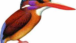 Burung raja udang ialah salah satu daripada haiwan yang boleh di dapati di malaysia. Raja Udang Kalung Biru Burung Langka Indonesia Alamendah S Blog