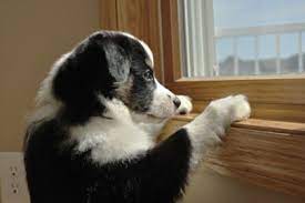 Vuoi allargare la tua famiglia adottando un piccolo amico a quattro zampe. Cani Di Piccola Taglia Da Appartamento Scopri Le Razze Ideali