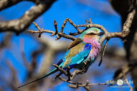 It is partly migratory bird, but it is sedentary in some areas. Lilac Breasted Roller Sabi Sabi Private Game Reserve Blog