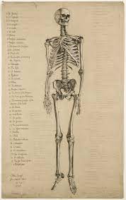 Rand swenson, d.c., m.d., ph.d. Skeleton Drawings Human Skeleton Anatomy Art